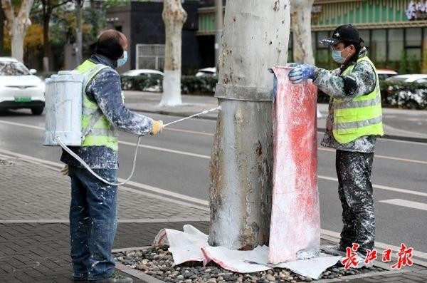 刷白敷膜做SPA武汉精细呵护街头千万株树木过冬